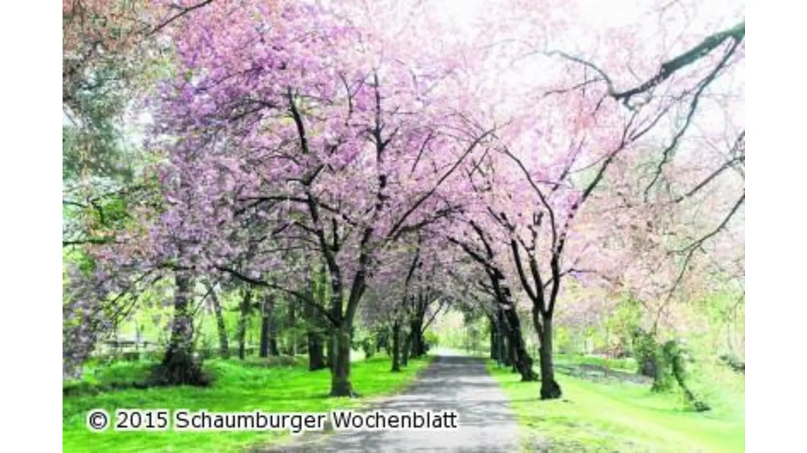 Feiern unter dem Blüten-Dach (Foto: bb)