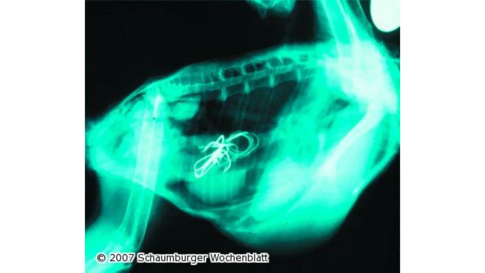 Niedersächsische Auffangstationen treffen sich in Sachsenhagen (Foto: red)