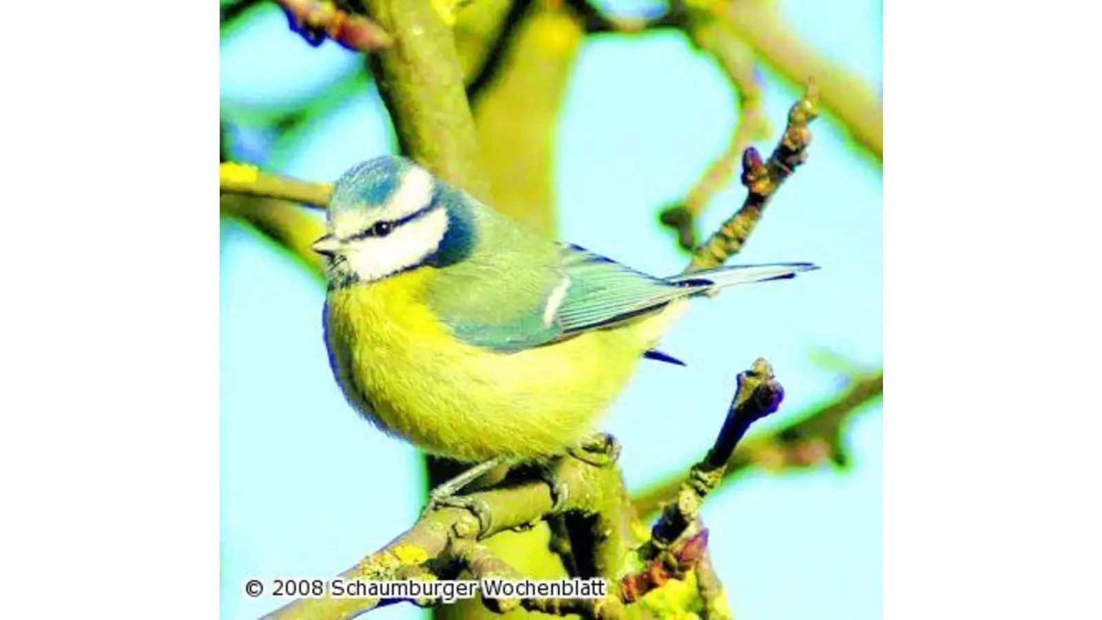 Hilfe für heimische Vogelarten (Foto: tt)