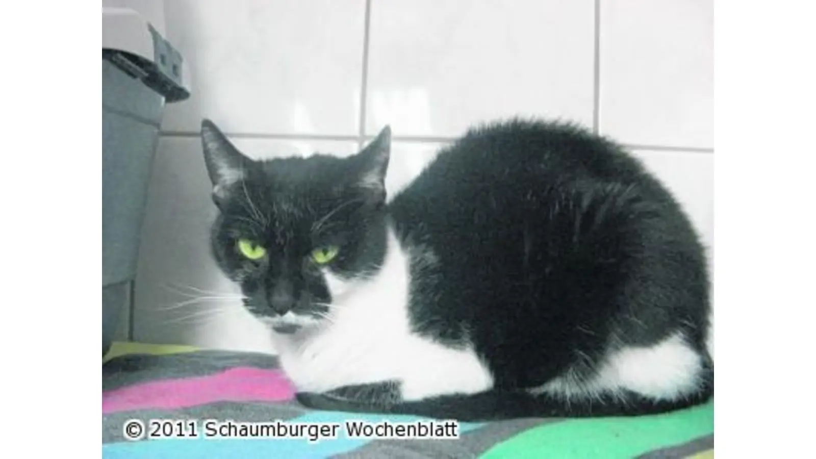 Melly leidet still für sich (Foto: pd)