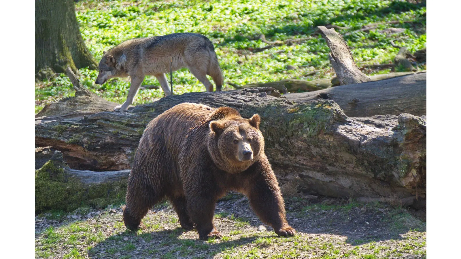 Wild wechselnde Begleitpersonen mit der Kitz-Card (Foto: lo)