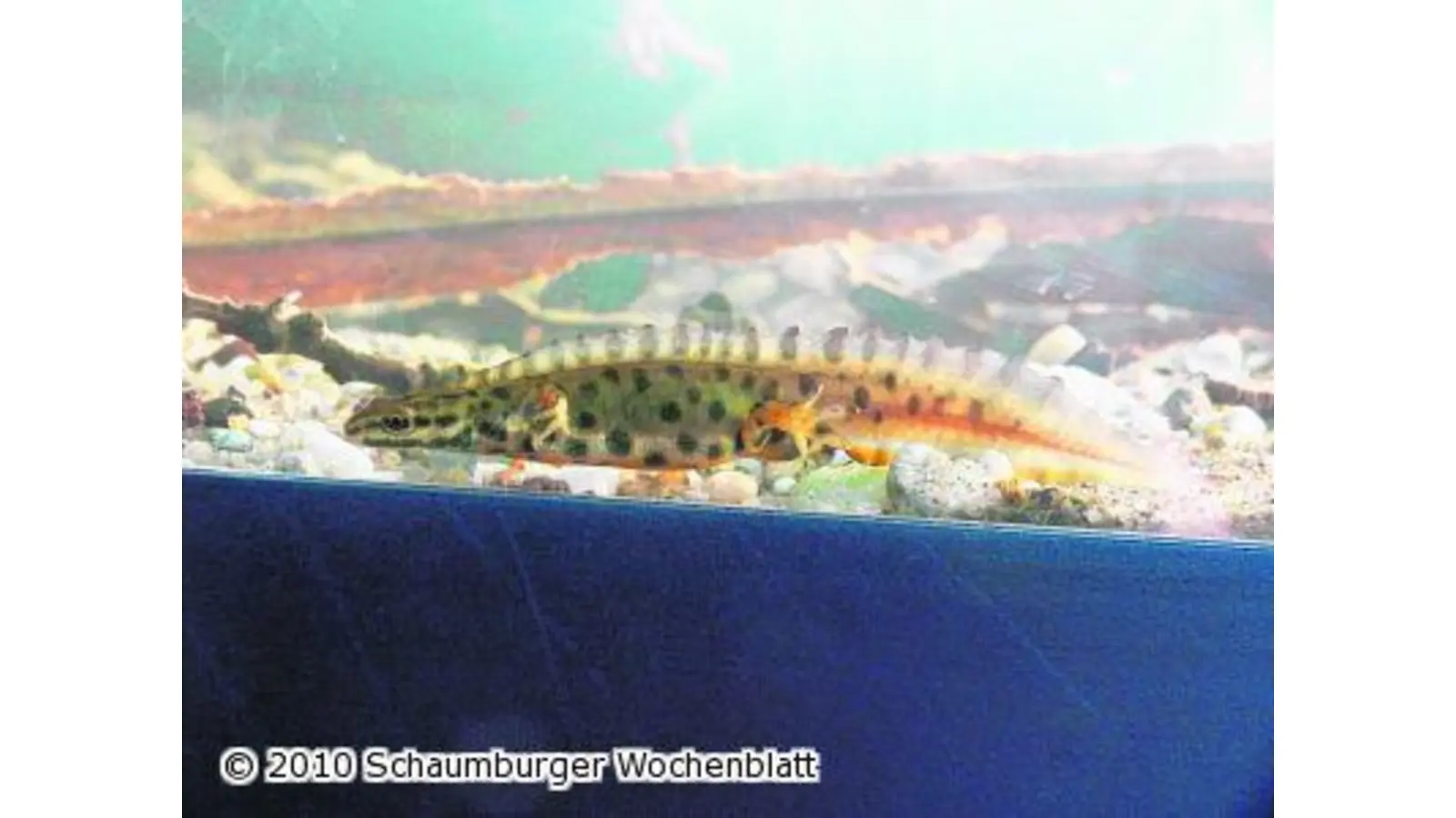 Auf der Suche nach dem Teichmolch (Foto: em)