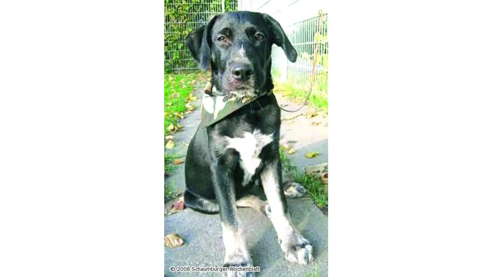 Welpe sucht ein neues Zuhause (Foto: wtz)