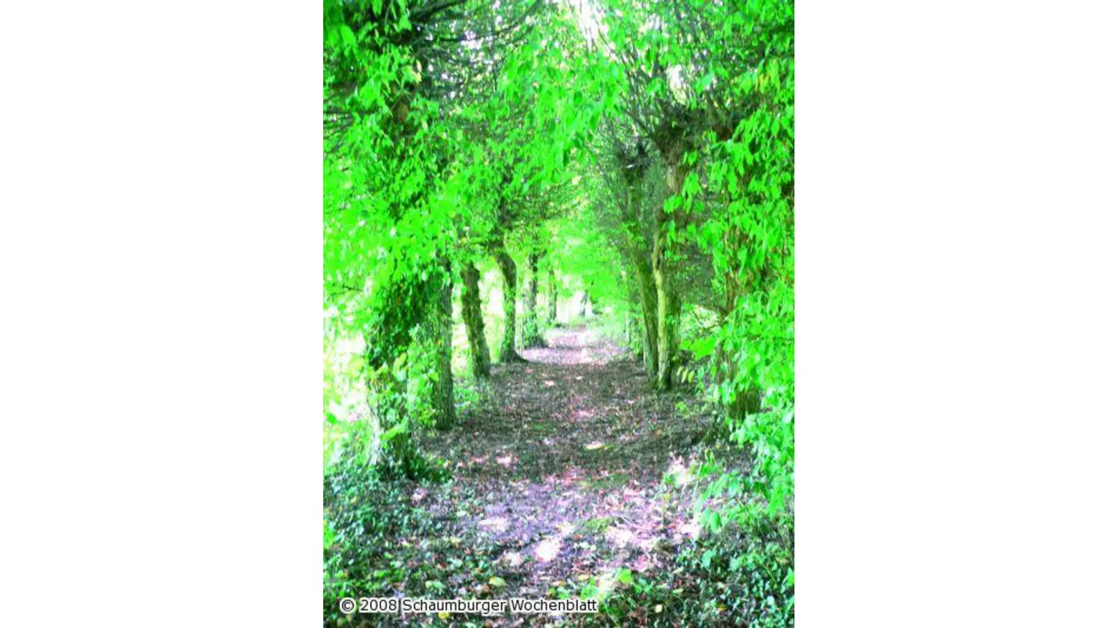 Wanderer entdecken eine historische Allee (Foto: al)