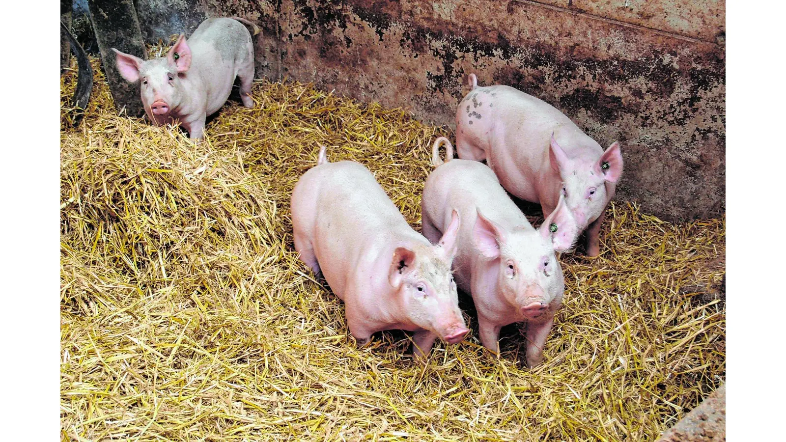 Sauenhalter appellieren an Solidarität (Foto: mk)