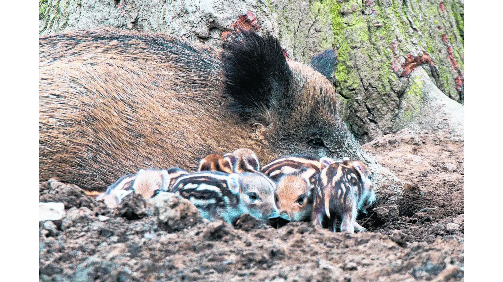 Saumäßig süße Frischlinge sind derzeit die Shootingstars im Wisentgehege (Foto: gr)