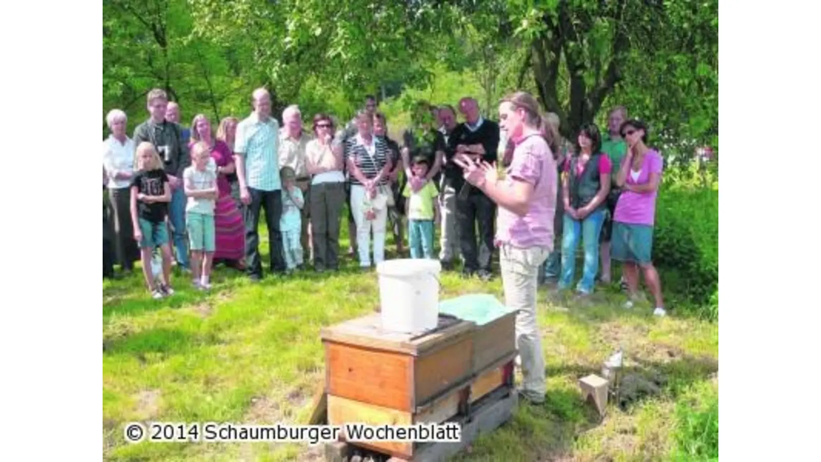 Blicke in den Bienenstock (Foto: al)