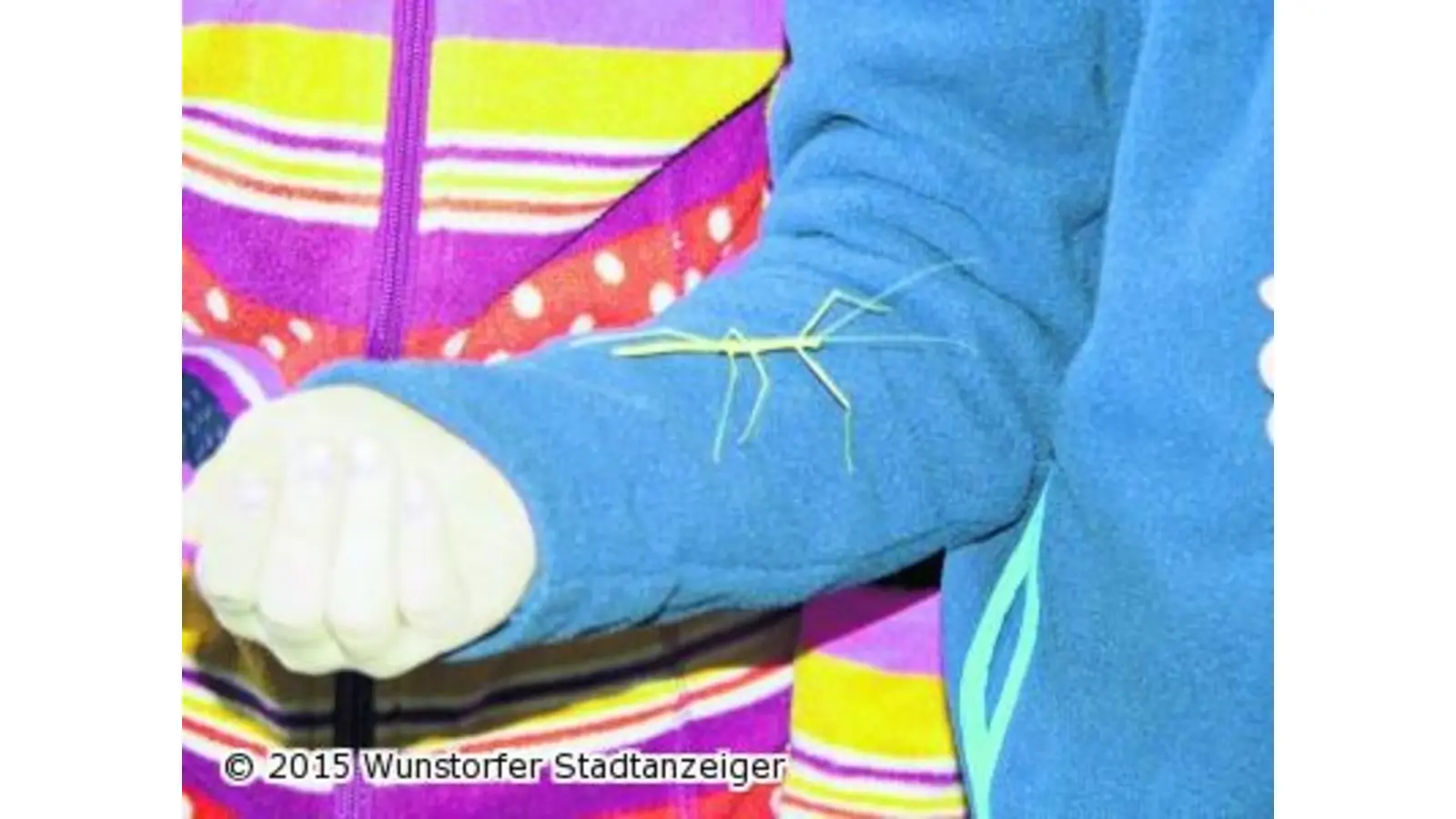Krabbler im Klassenzimmer (Foto: mk)