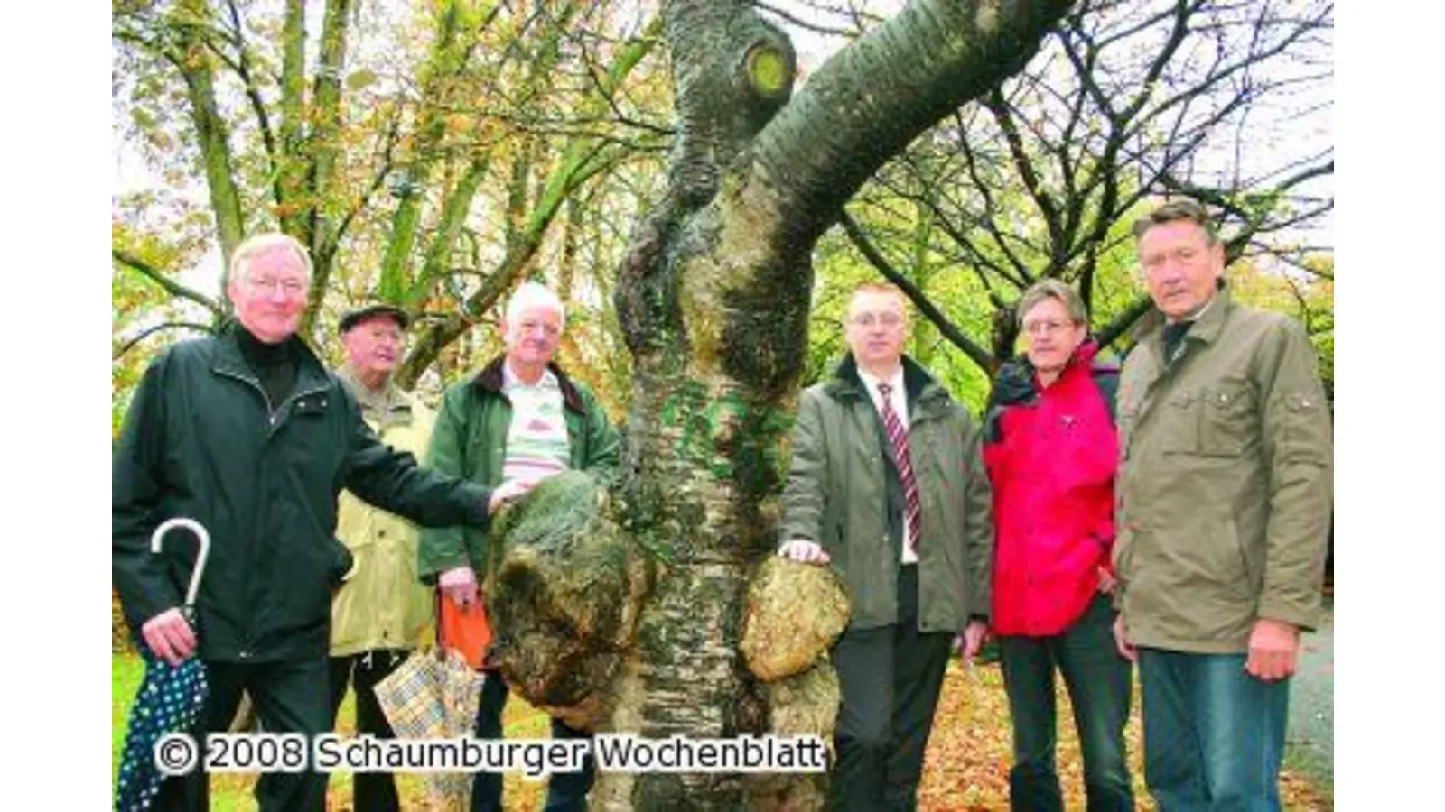 Kirschenallee soll wieder in voller Pracht blühen (Foto: bb)