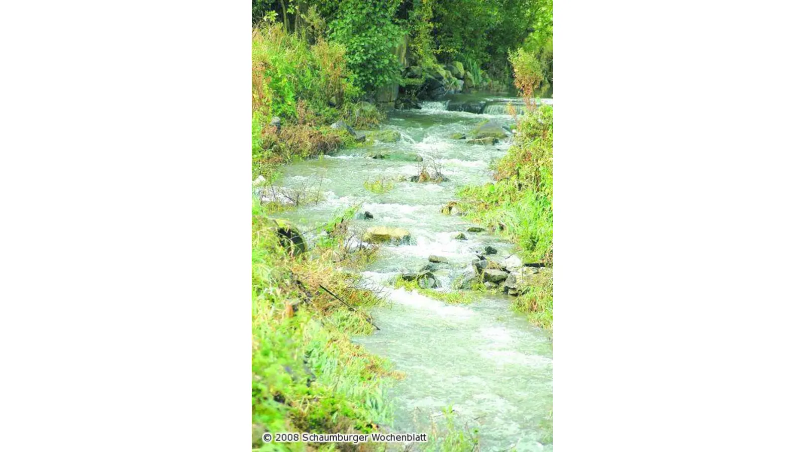 Das Leben am Bach (Foto: red)