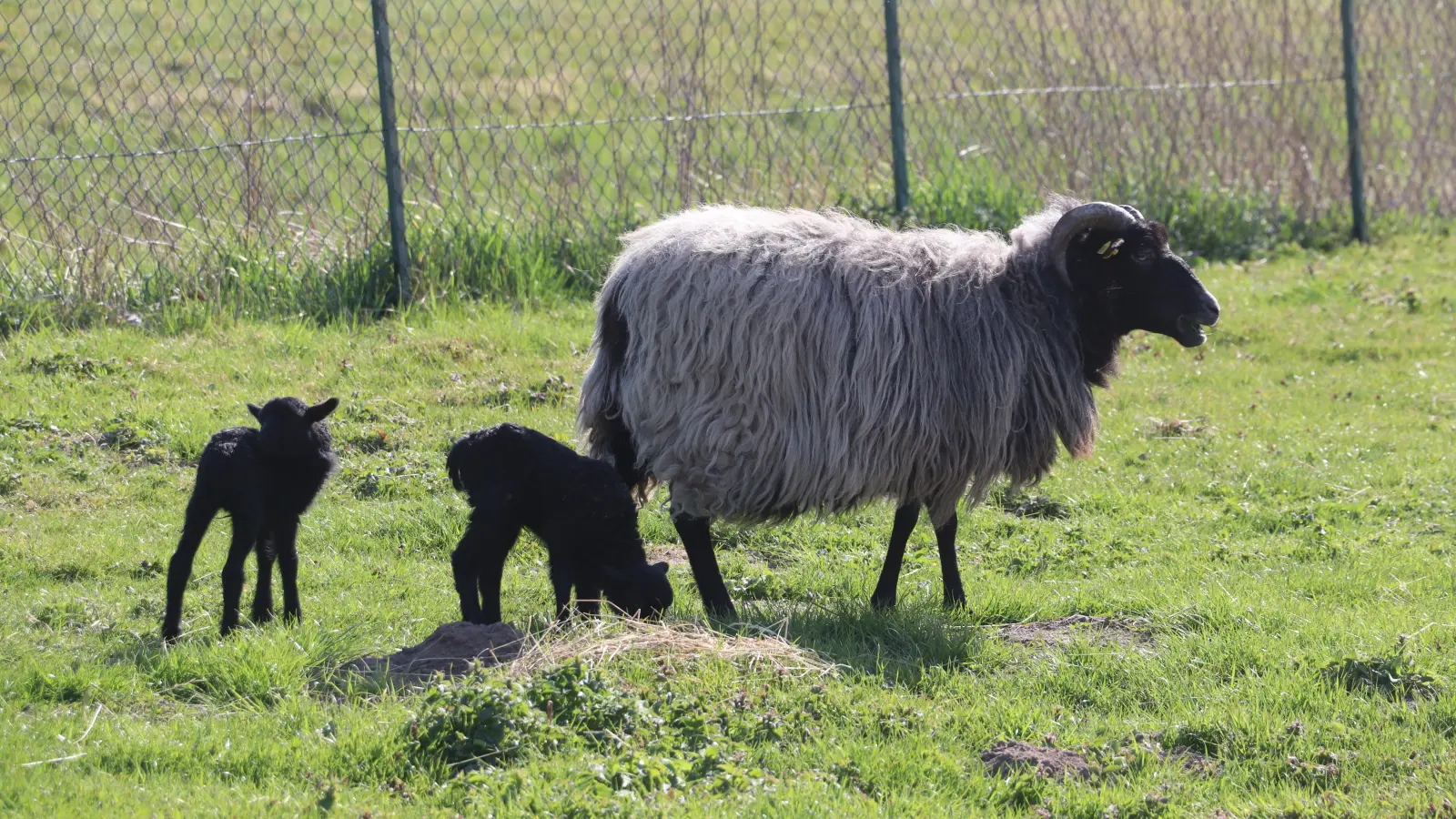 Eine Heidschnucke mit ihren beiden Anfang April geborenen Lämmern.  (Foto: gi)
