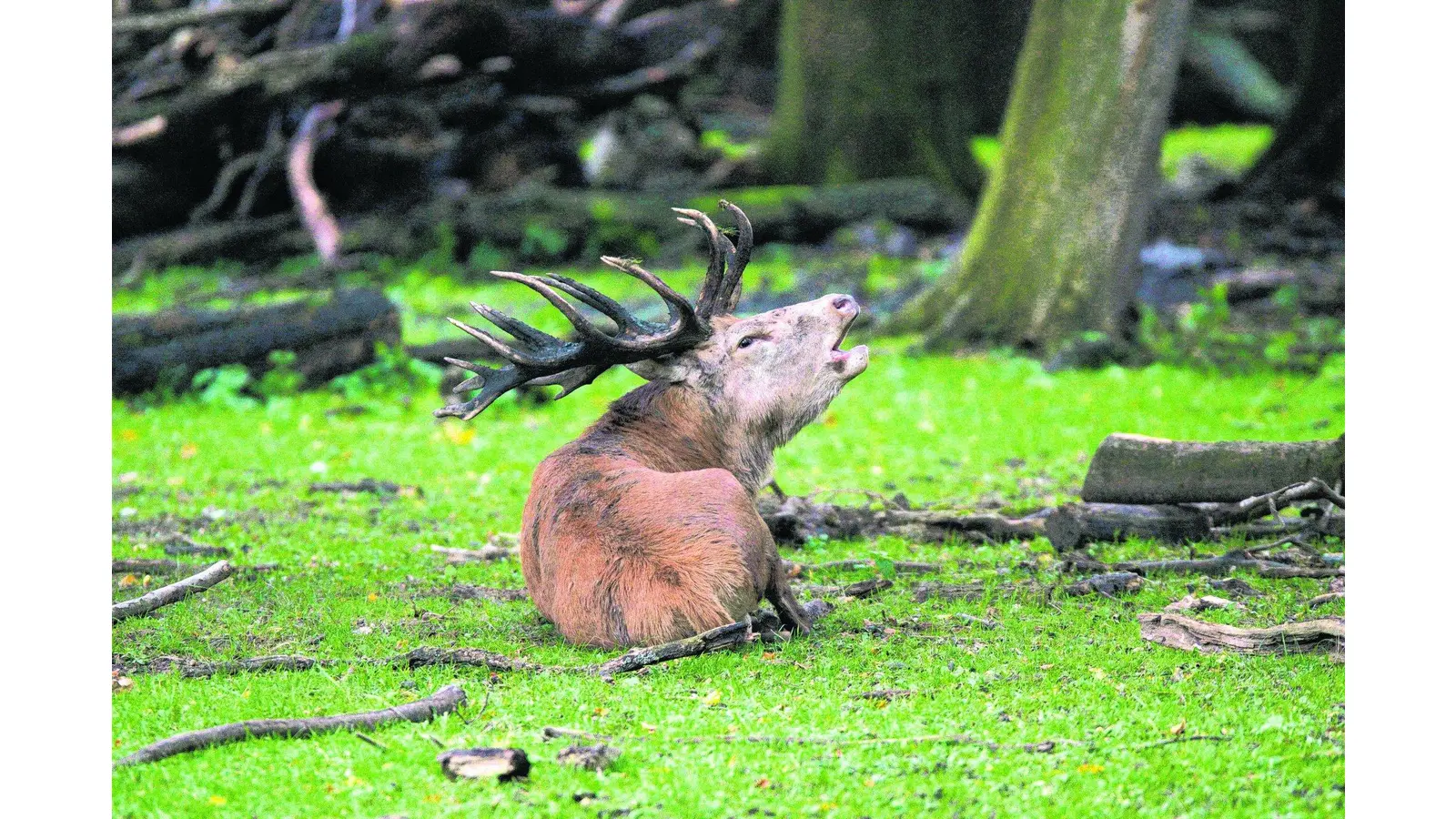 Hirsche im Wisentgehege (Foto: em)