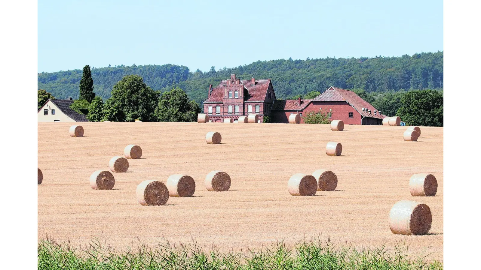 Knochentrockener Sommer belastet heimische Landwirte (Foto: bb)