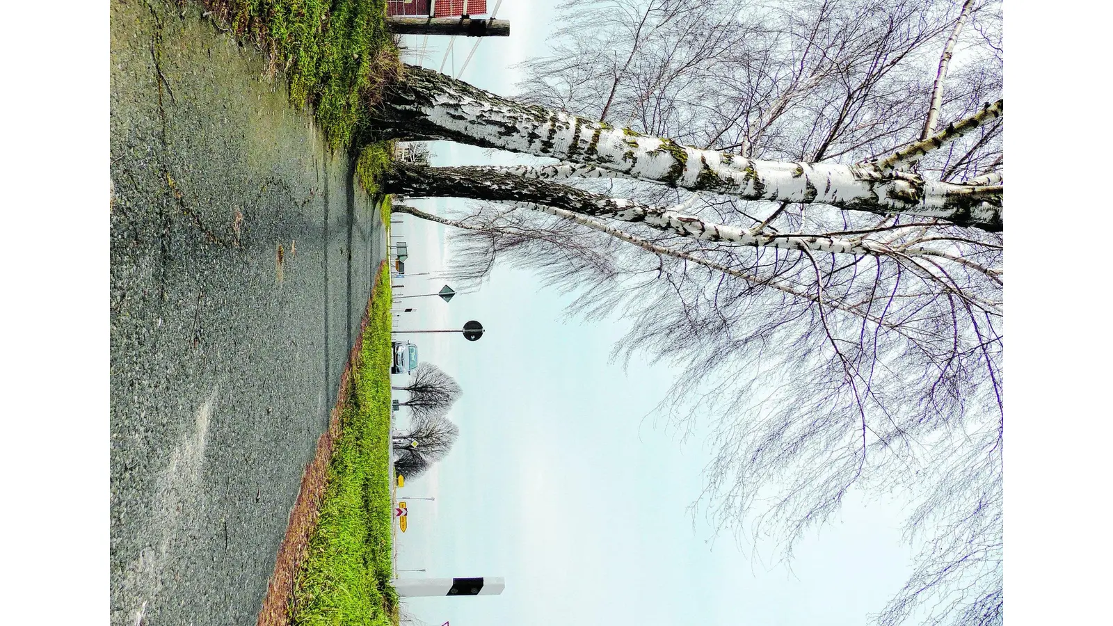 Die lange Birkenreihe und der Weg dürfen nun bleiben (Foto: red)