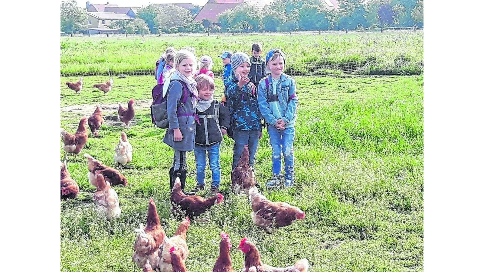 Wenn Hühner vor der Kita Eier legen (Foto: red)