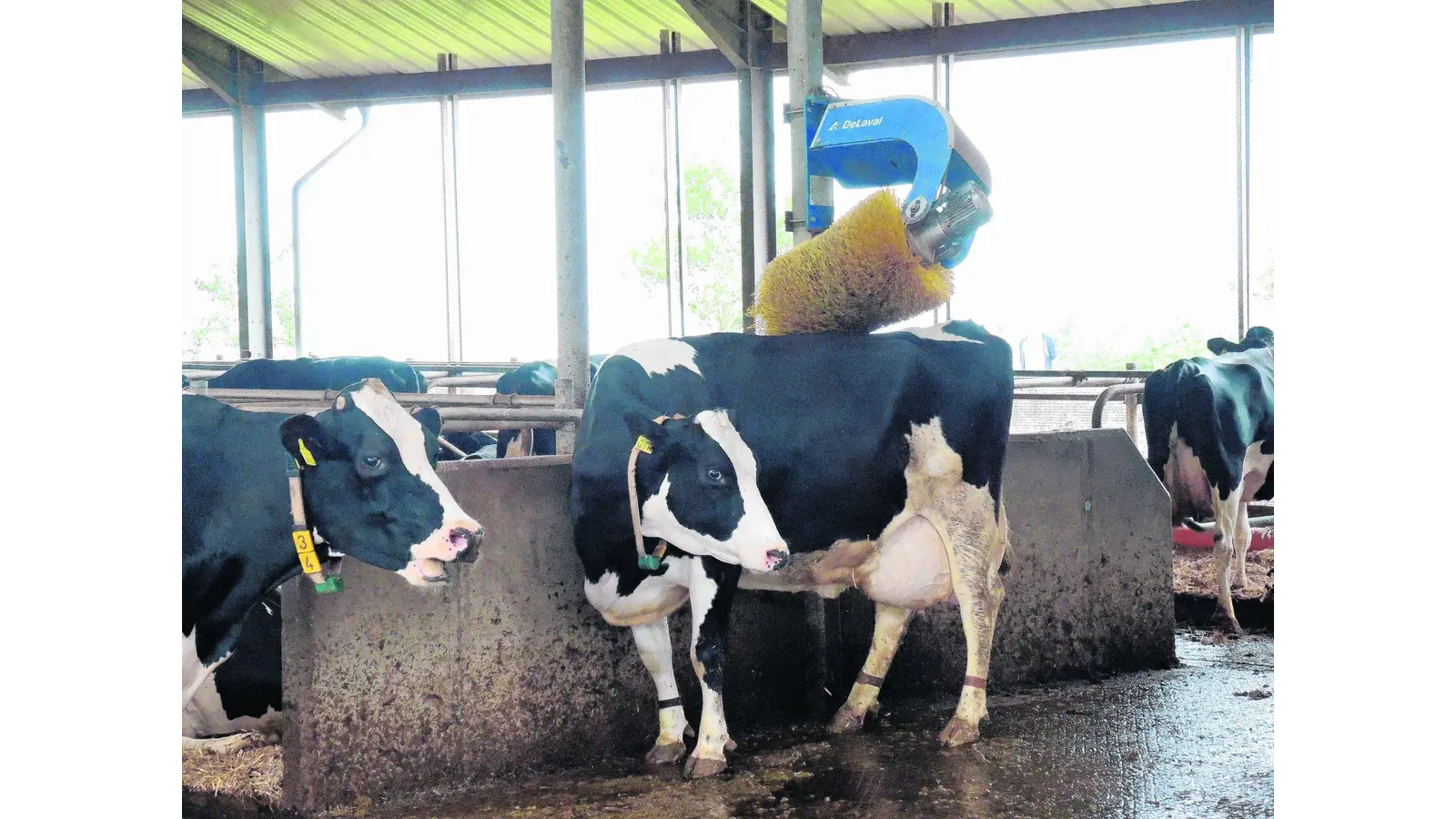 Schnuppern, Streicheln, Staunen (Foto: sk)