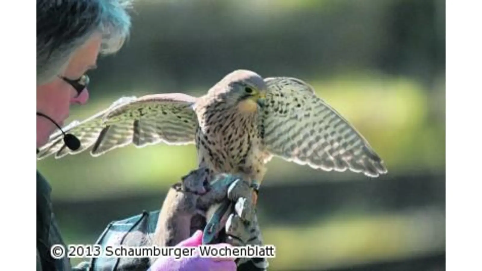 Die Akrobaten der Luft zeigen ihre große Kunst (Foto: js)