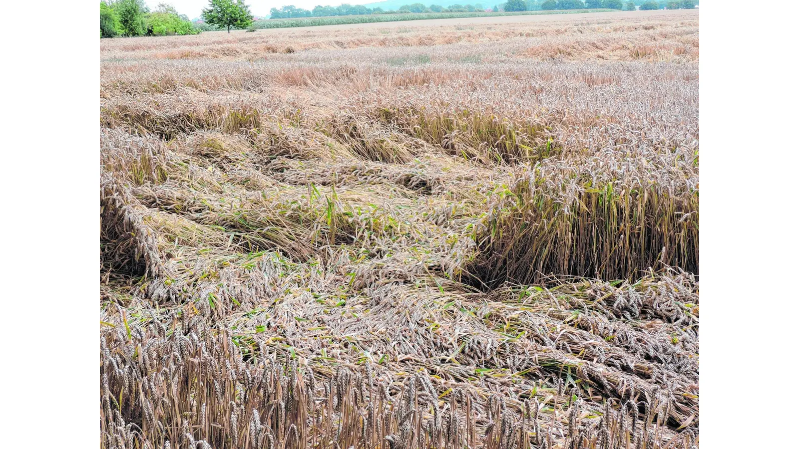 Das Erntewetter ist noch nicht in Sicht (Foto: gr)