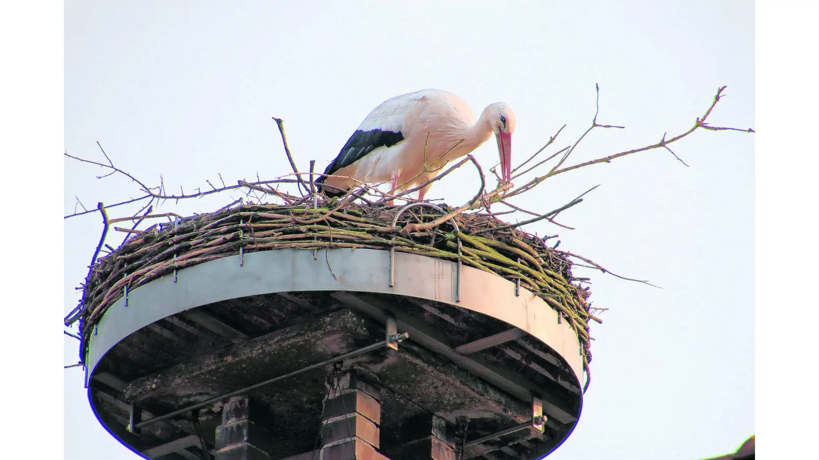 Kleine Rauferei ums Nest (Foto: gi)