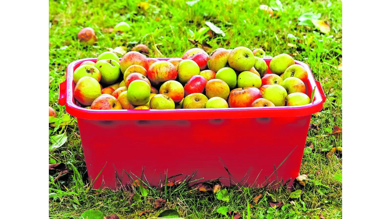 OLYMPUS DIGITAL CAMERA (Foto: red)