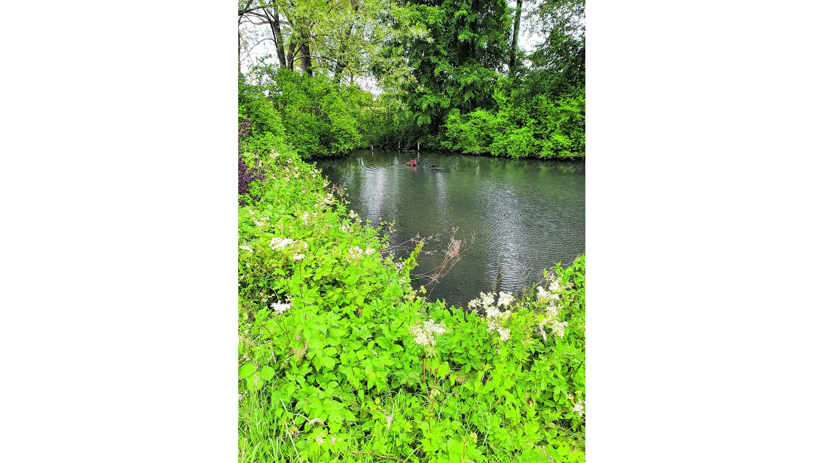 Feuerwehr rettet Pferd aus Teich (Foto: ds)