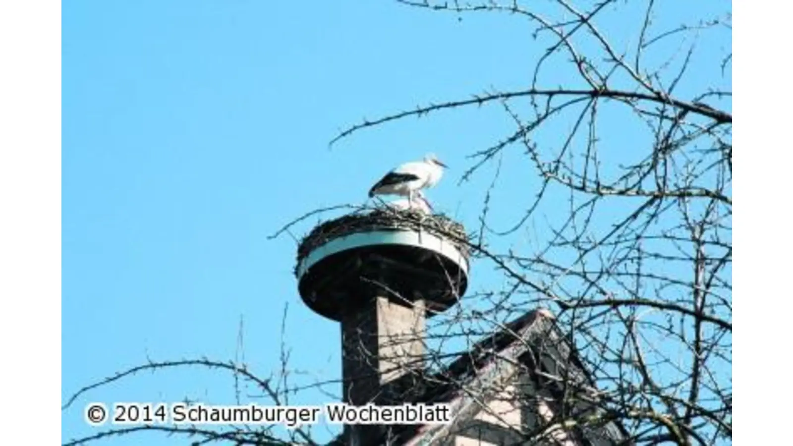Frau Storch ist auch wieder da (Foto: gi)