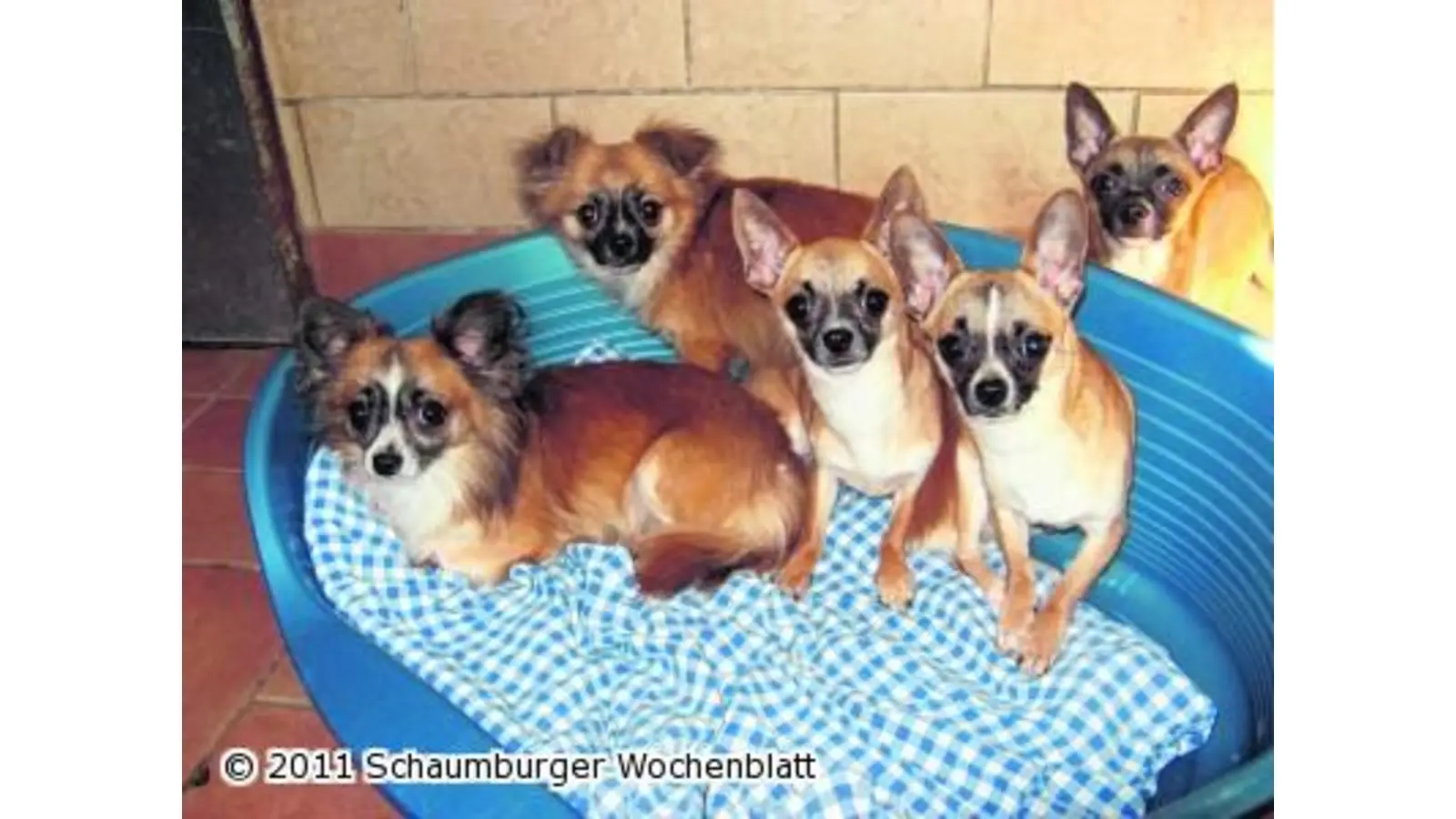 Quirliges Quintett sucht neue Familien (Foto: pd)