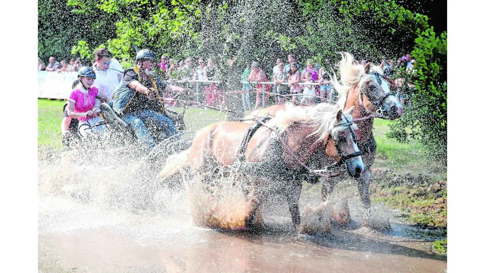 Ross und Reiter harmonieren (Foto: bb)