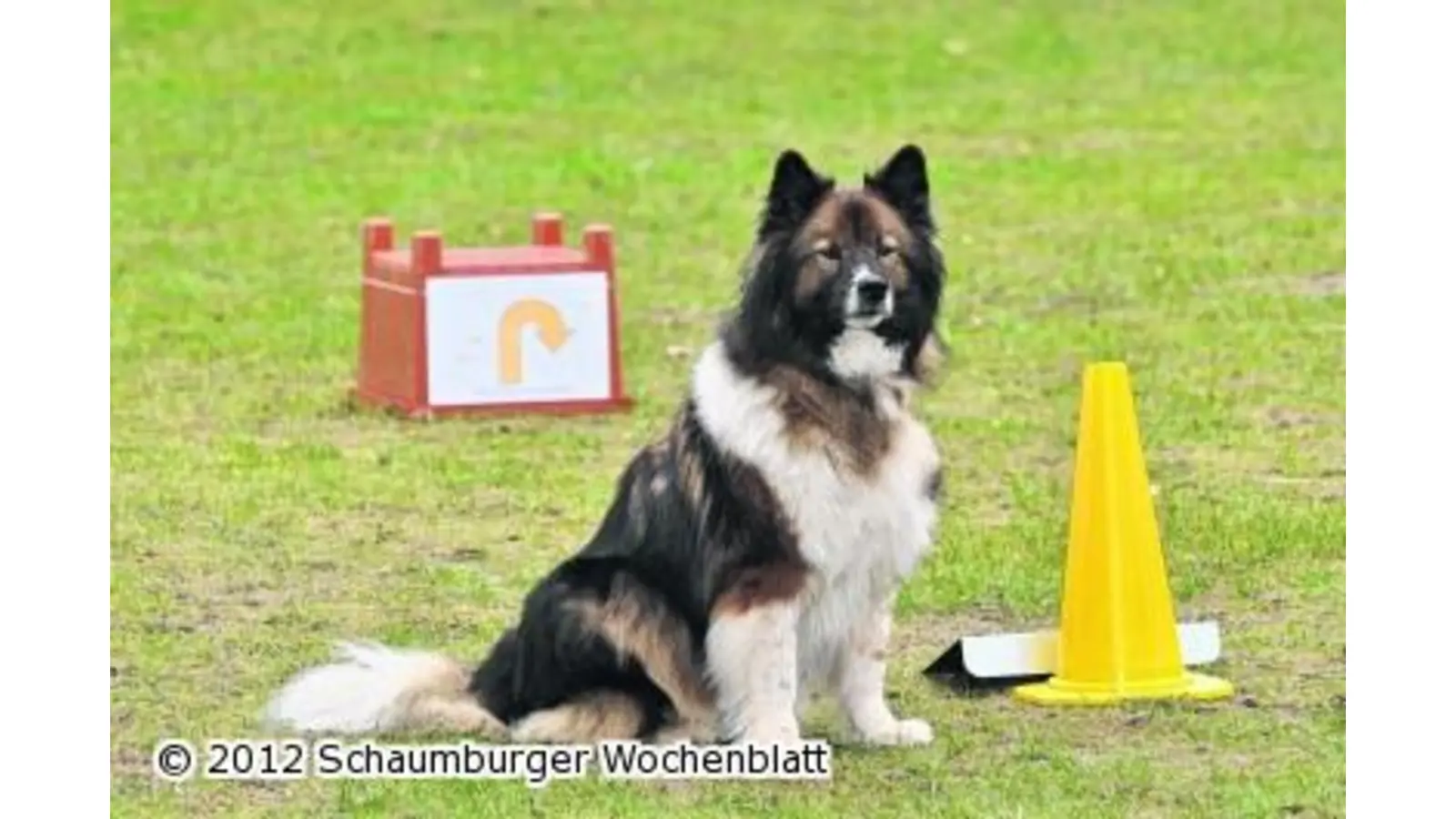 VfH Lindhorst lädt zum Tag des Hundes (Foto: tau)