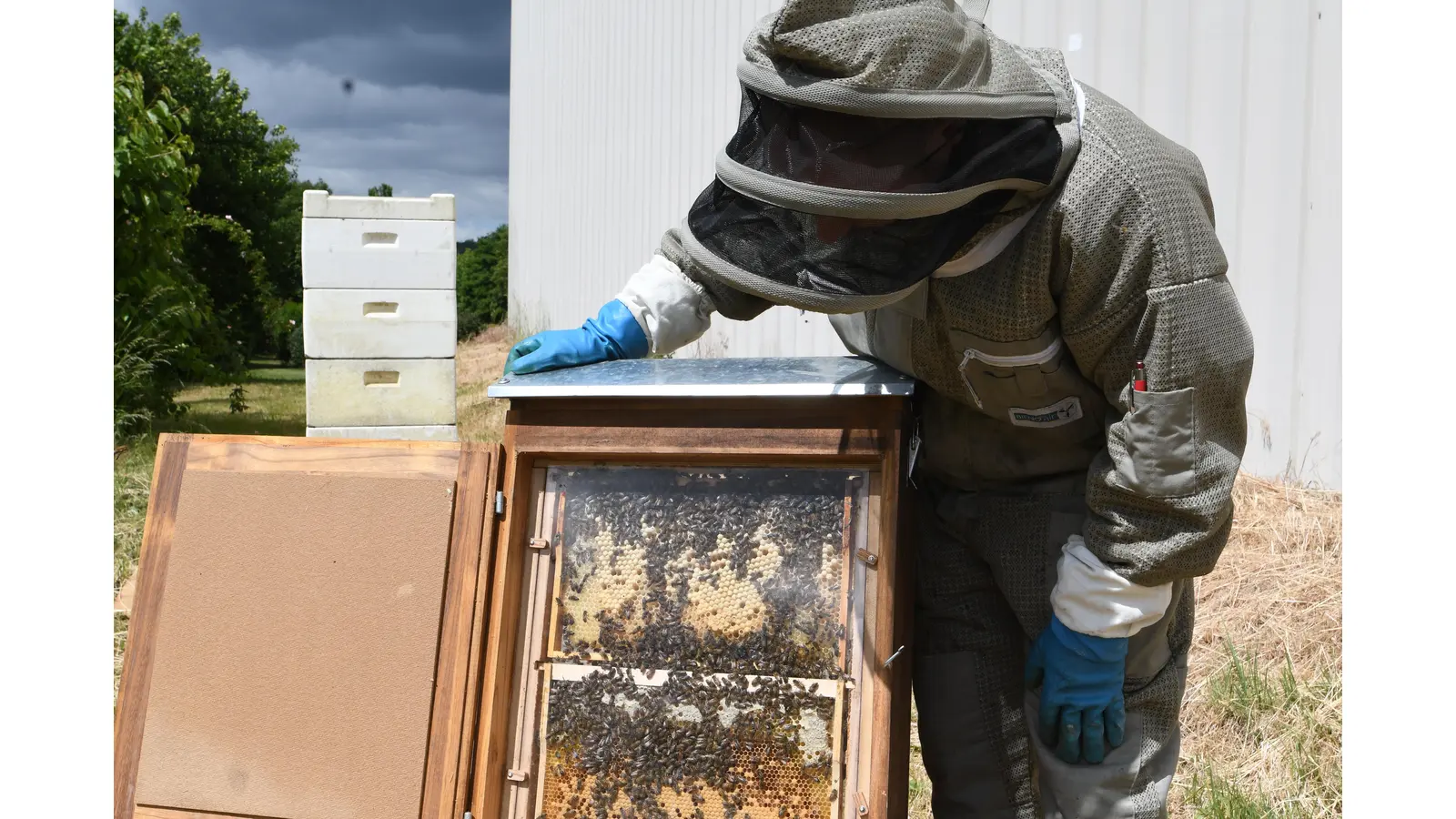 Felix Nagel an einer Schau-Wabe, mit der zum Beispiel Kindern das rege Treiben im Bienenstock gezeigt wird. (Foto: nd)
