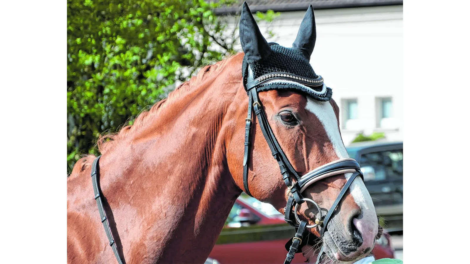 Ein starker Rücken kennt keinen Schmerzen (Foto: ste)