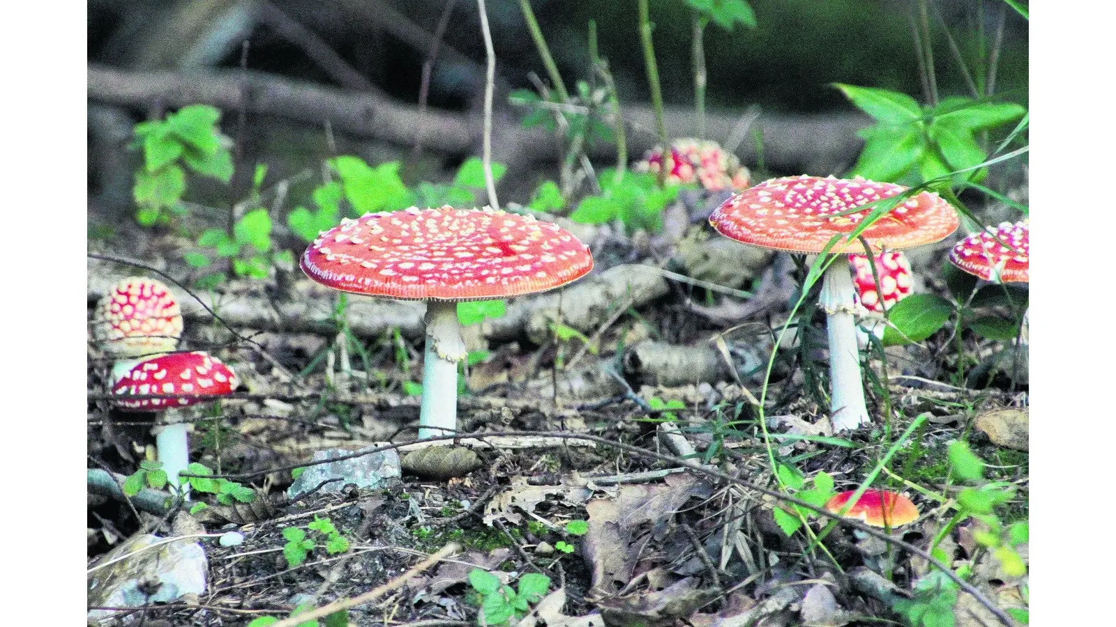 Natur erleben im herbstlichen Wald (Foto: em)