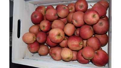 Der Apfel ist immer noch das beliebteste Obst der Deutschen (Quelle: Statista). (Foto: ab)