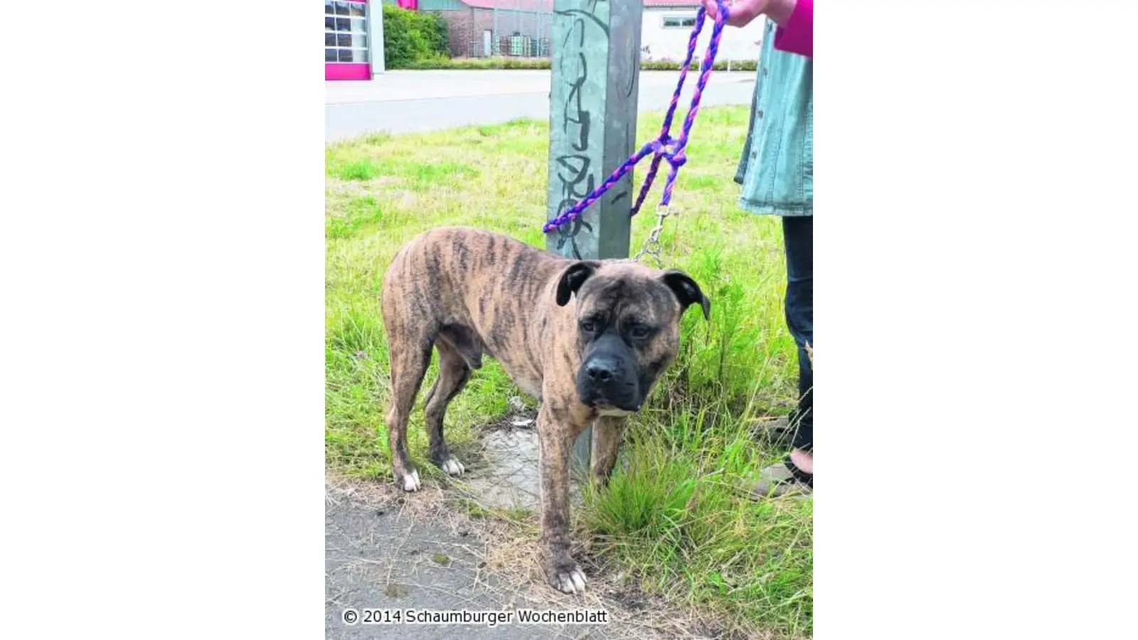 Herrenlos an einen Pfahl angebunden (Foto: al)