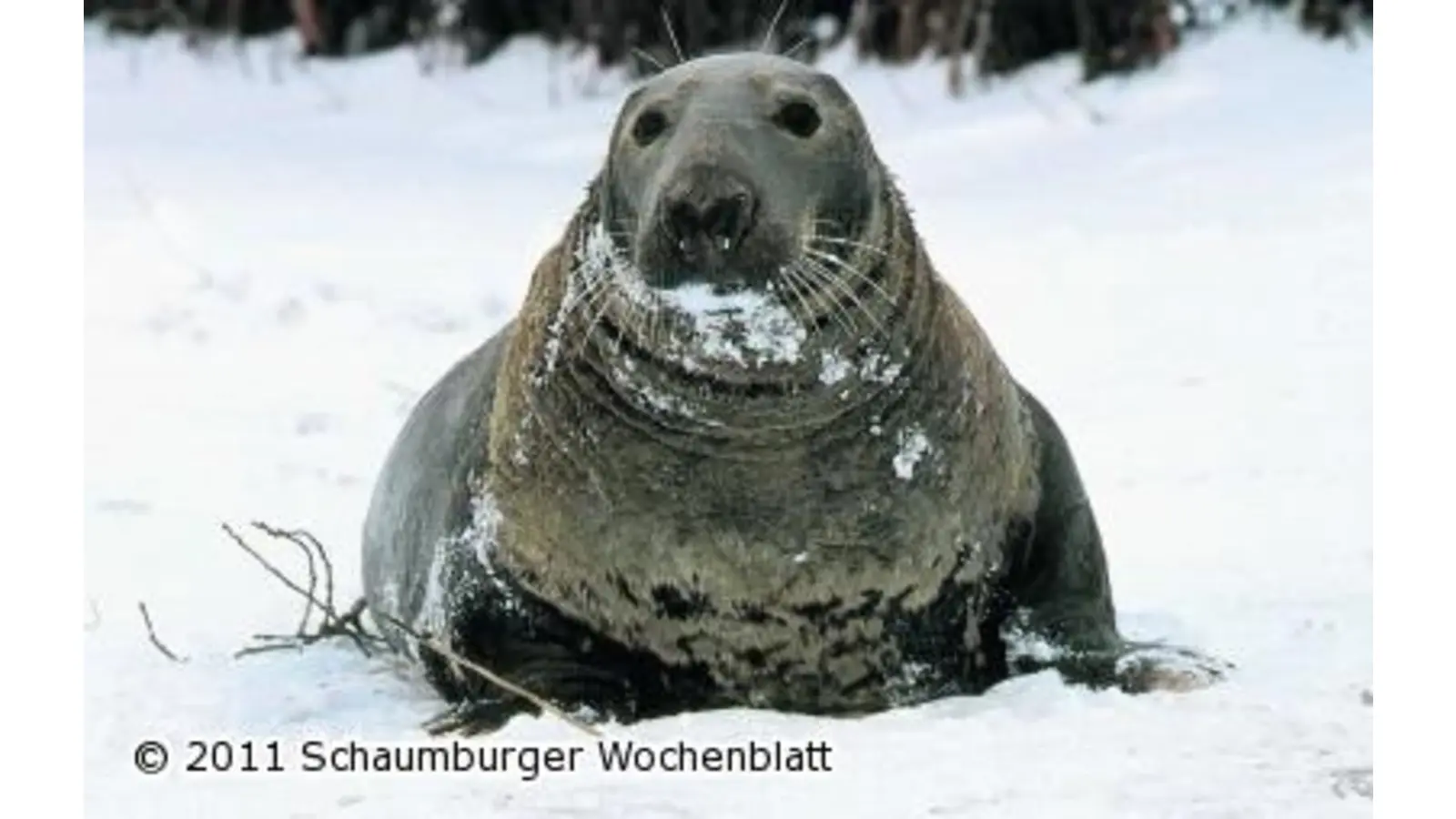Diavortrag über Helgoland (Foto: red)