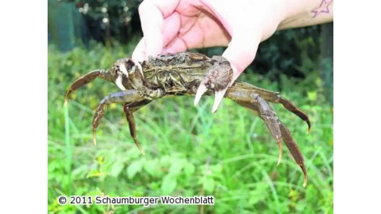 Wollhandkrabbe verirrt sich in Fußgängerzone (Foto: em)
