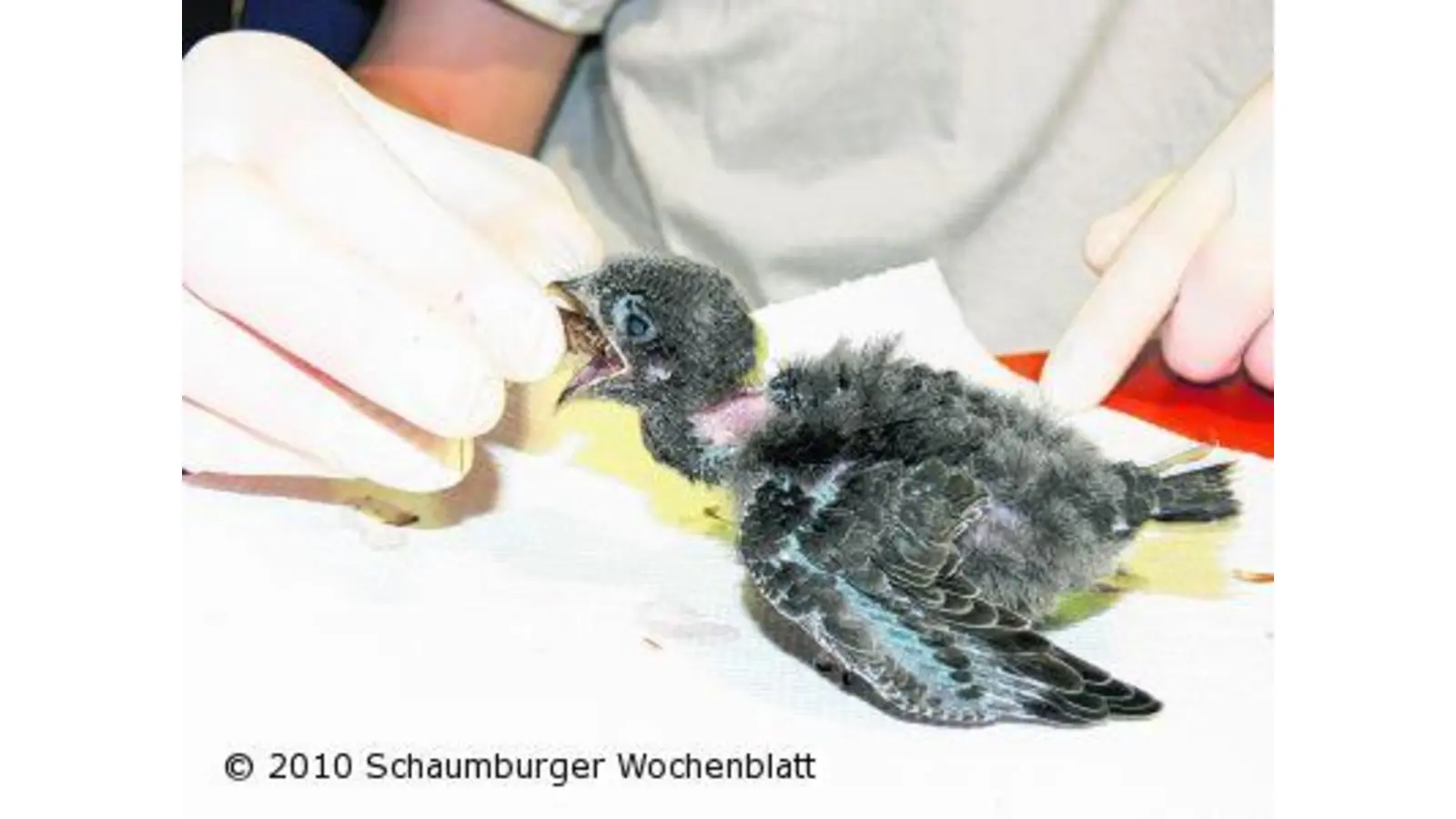 Junge Mauersegler stürzen ab (Foto: em)
