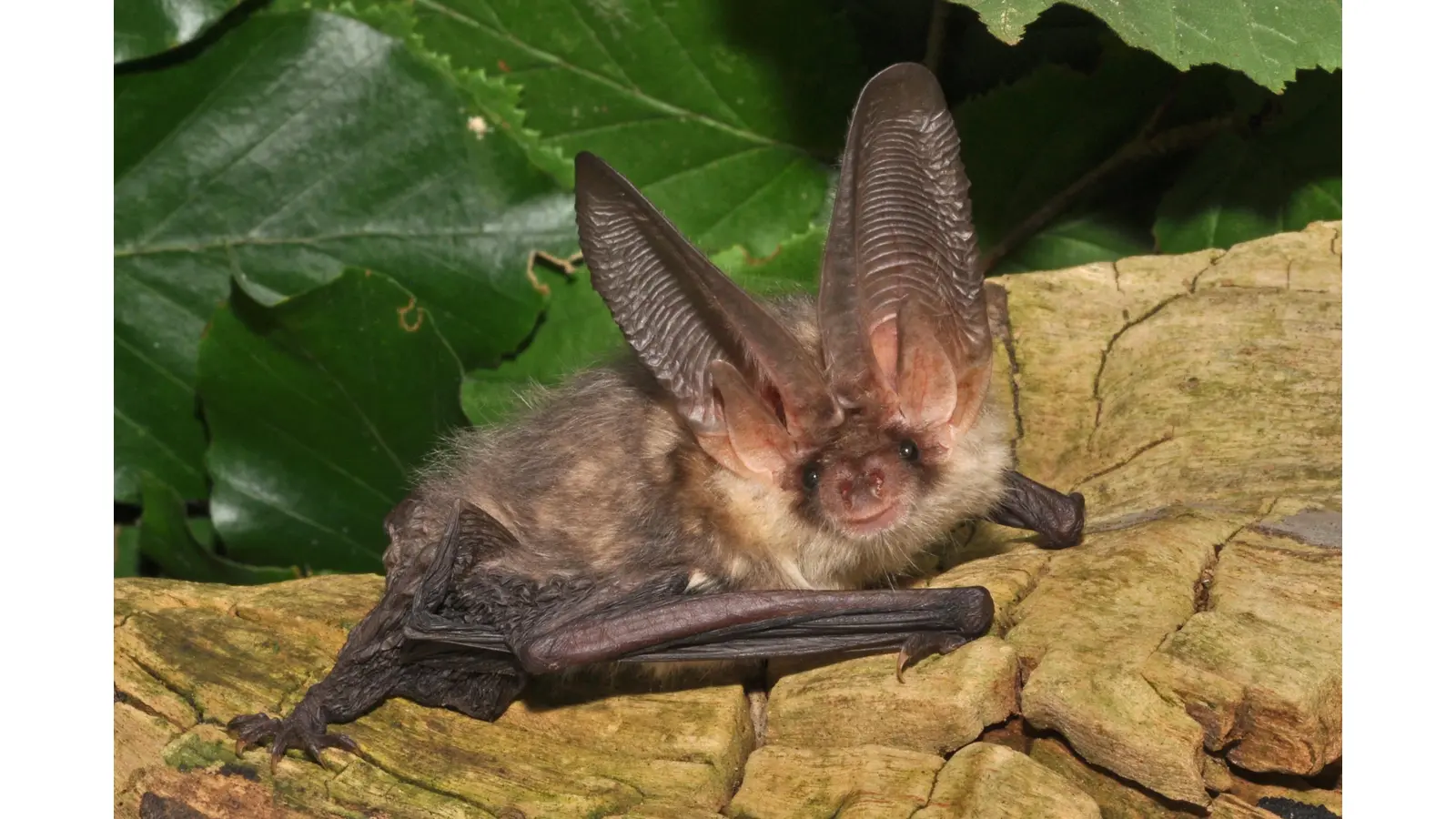 Für Fledermäuse wie das Braune Langohr sind alte Bäume ein wichtiger Teil des Lebensraumes.  (Foto: Eckhard Grimmberger Nabu)