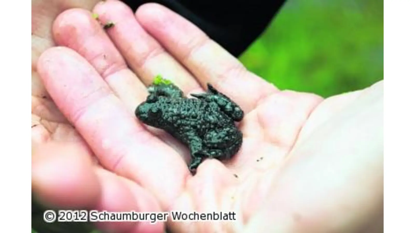 Mehr Pfützen braucht das Land (Foto: wa)