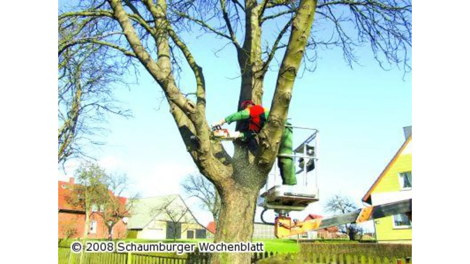 Bauhofmitarbeiter schneiteln Weide und sorgen für hohe Sicherheit (Foto: tt)