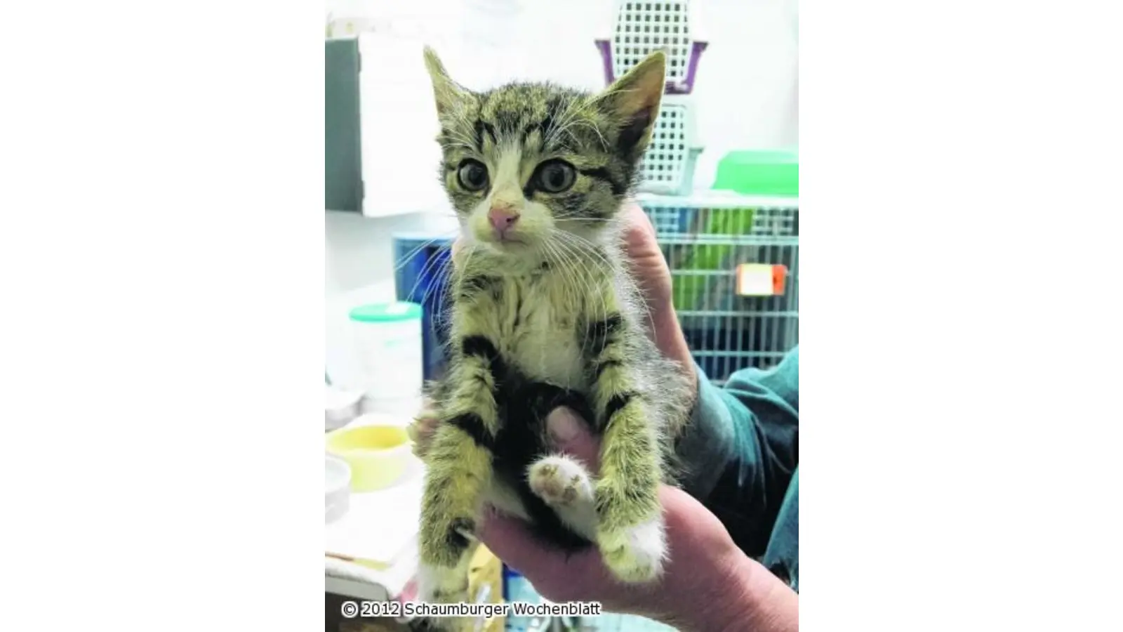 Der Tierschutzverein schlägt Alarm (Foto: pd)