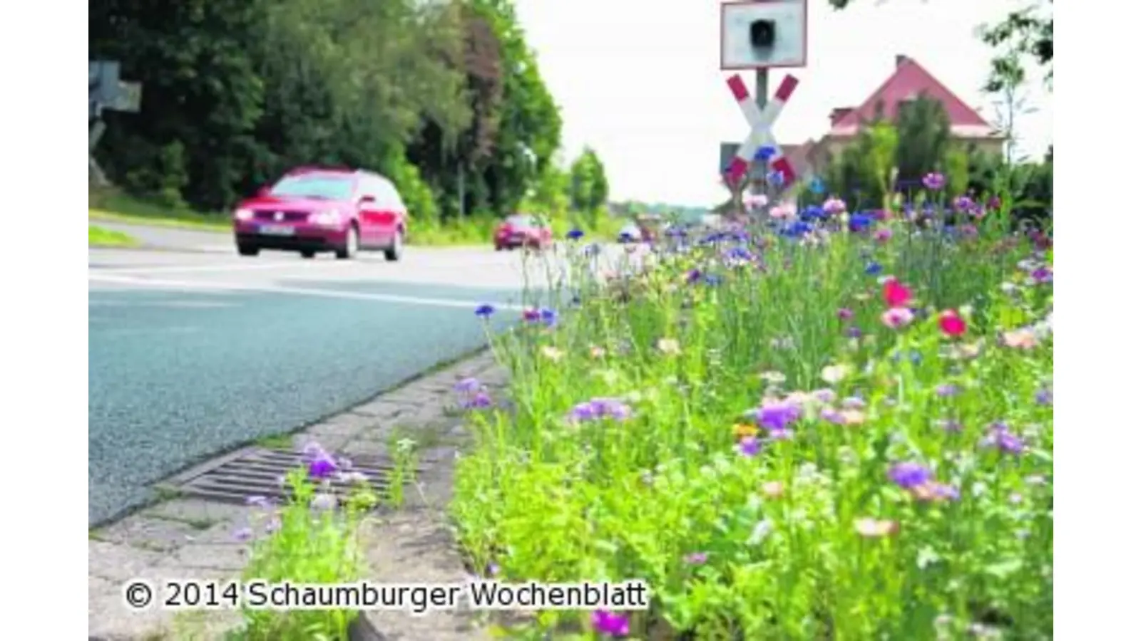 Viel Wirbel um den üppigen Wildwuchs (Foto: red)