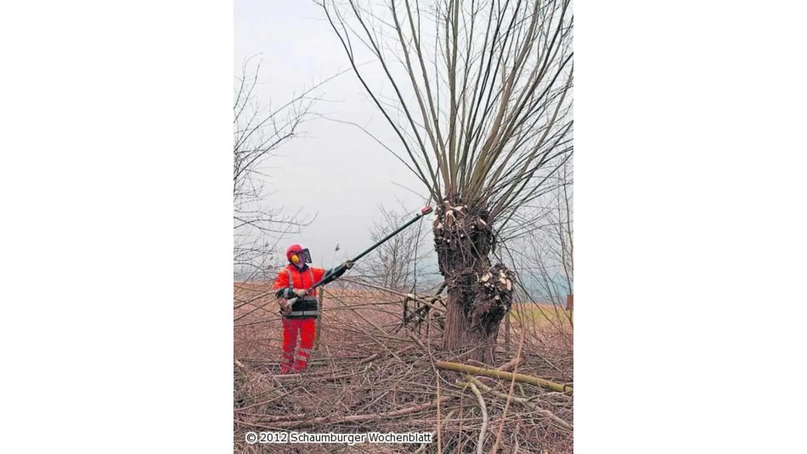 Naturschutz mit Motorsäge (Foto: ste)