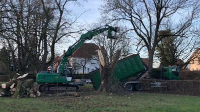 Eine Fachfirma fällt zwei Bäume im Schlossgarten.  (Foto: cm)