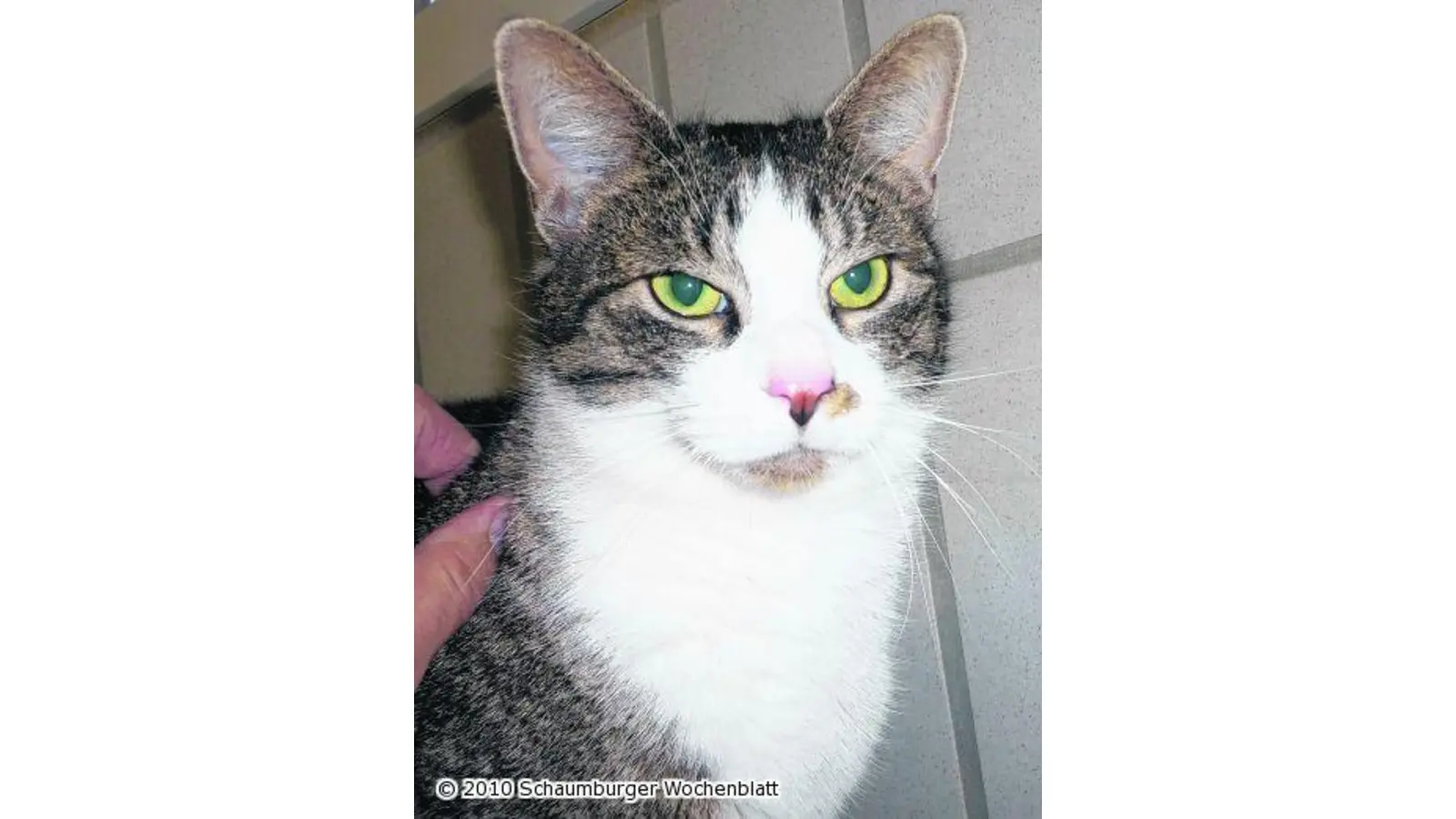 Junge Katze sucht Zuhause (Foto: red)