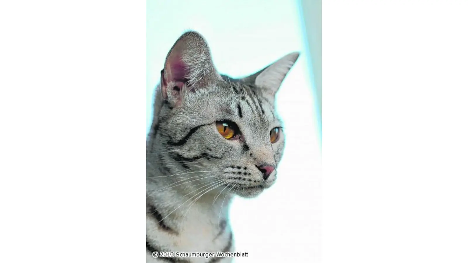 Das tägliche Leid der Katzen (Foto: wa)