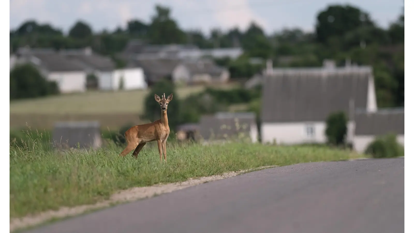 Achtung Wildwechsel wegen Zeitumstellung. (Foto: Adobe stock)