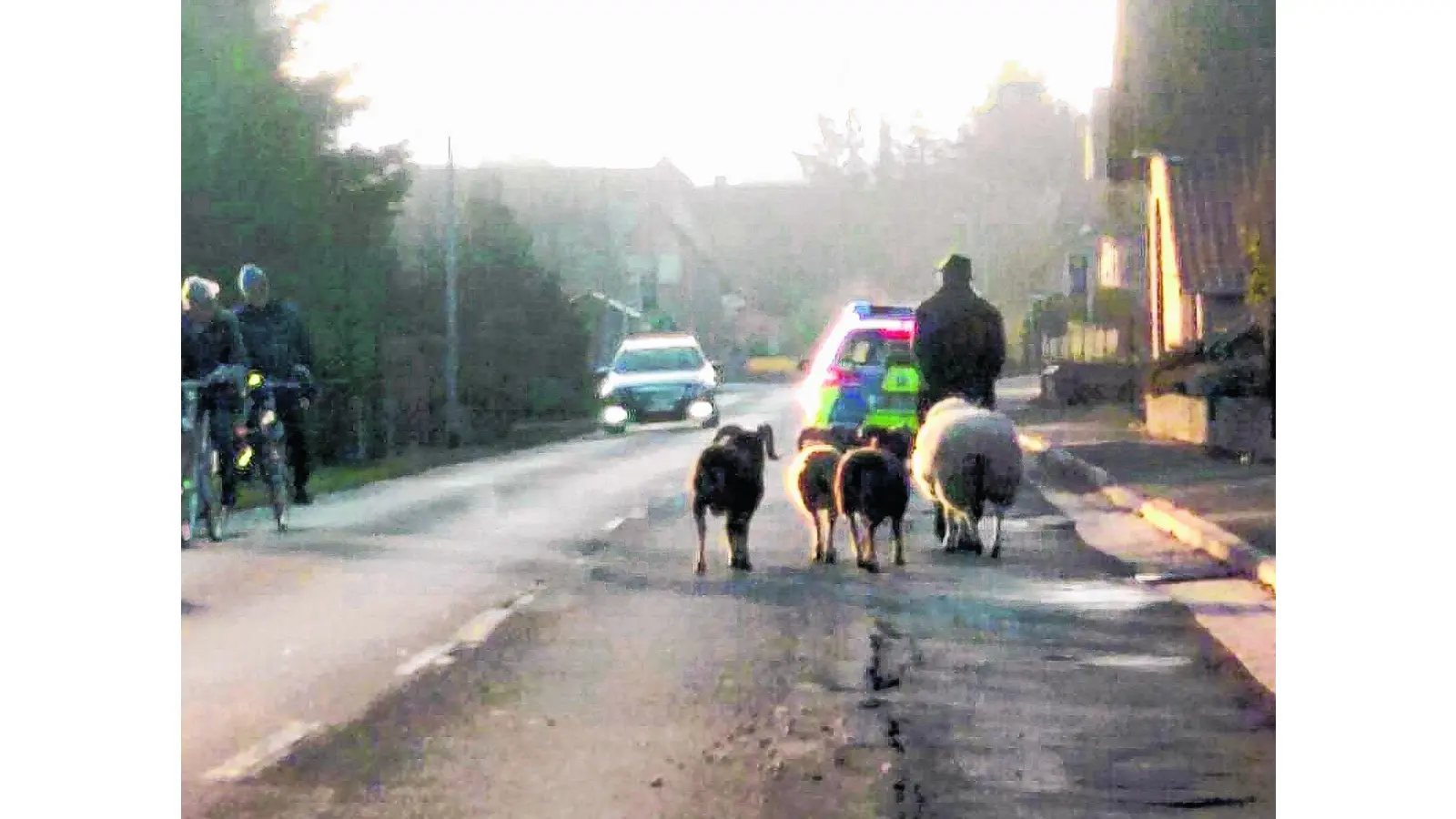 Erst ein Schaf lockt die drei Böcke (Foto: red)