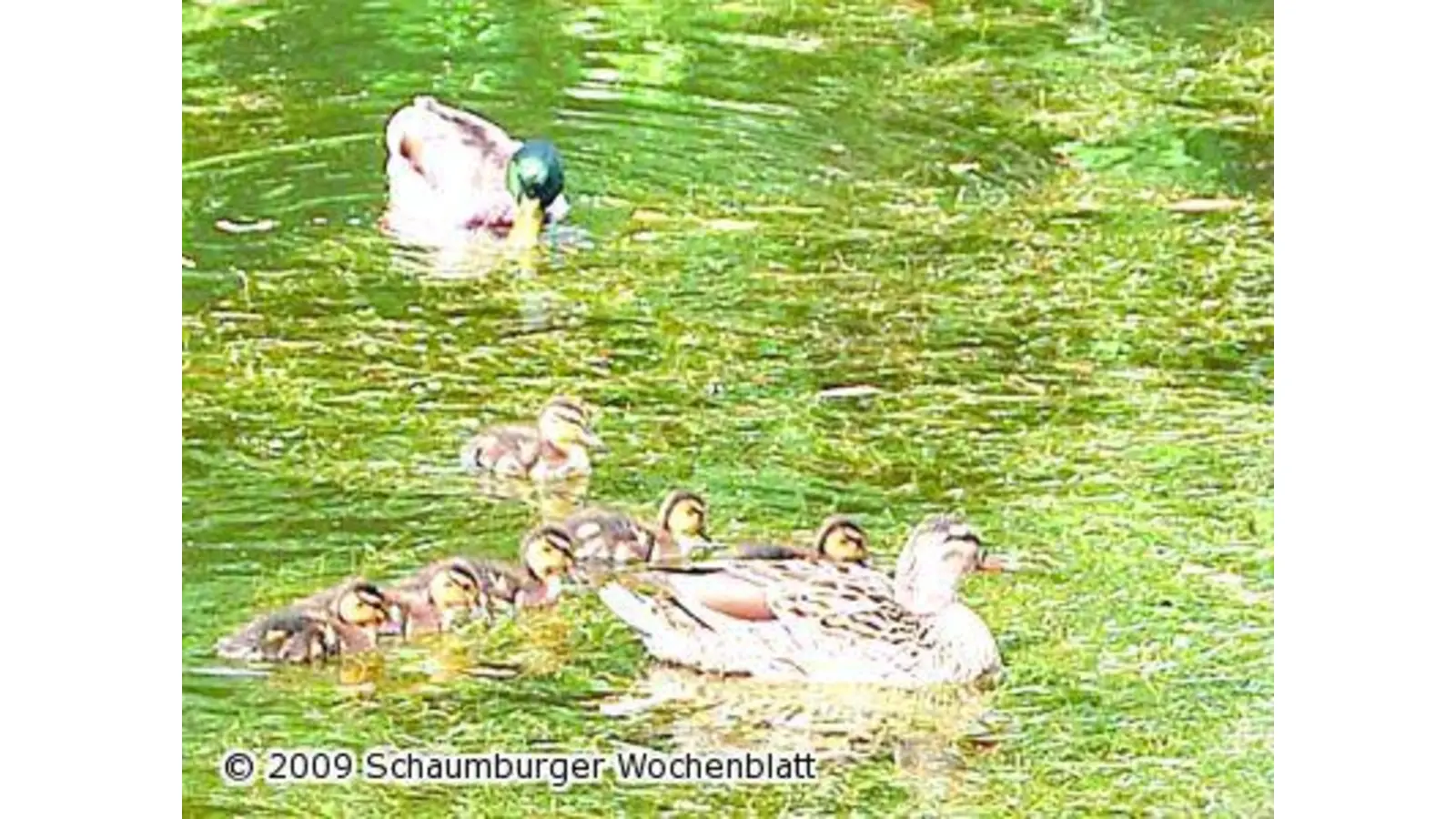 Sechs auf einen Streich (Foto: ste)