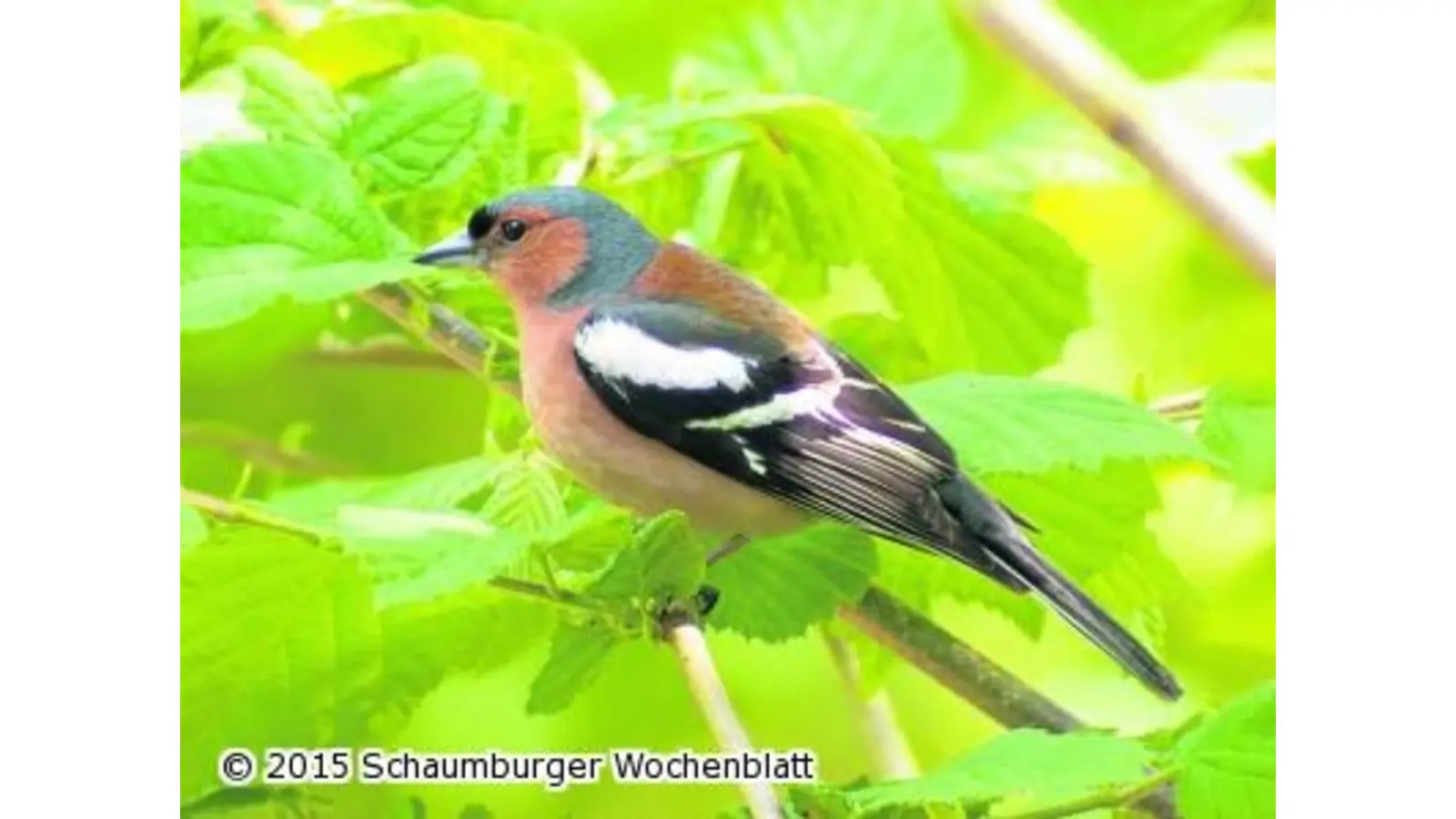 Dem Gesang des Buchfinken lauschen (Foto: ste)